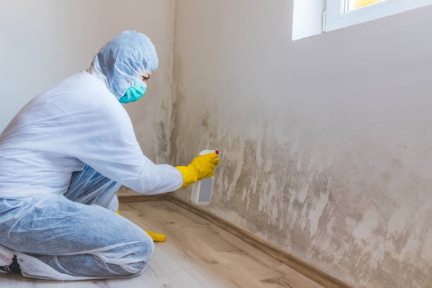 Licensed Commercial Mold Remediation service in Chelsea, MI - WQB Mold Removal